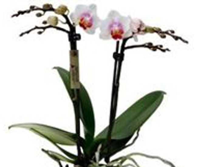 Hovedbilde Orchidee